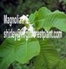 Magnolia P.E. (Shirley At Virginforestplant Dot Com)